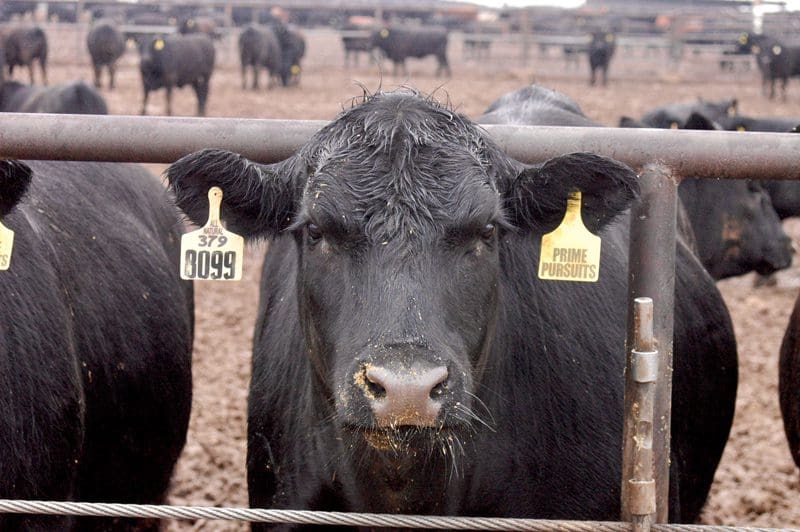 Mc6 Cattle Feeders Calf News