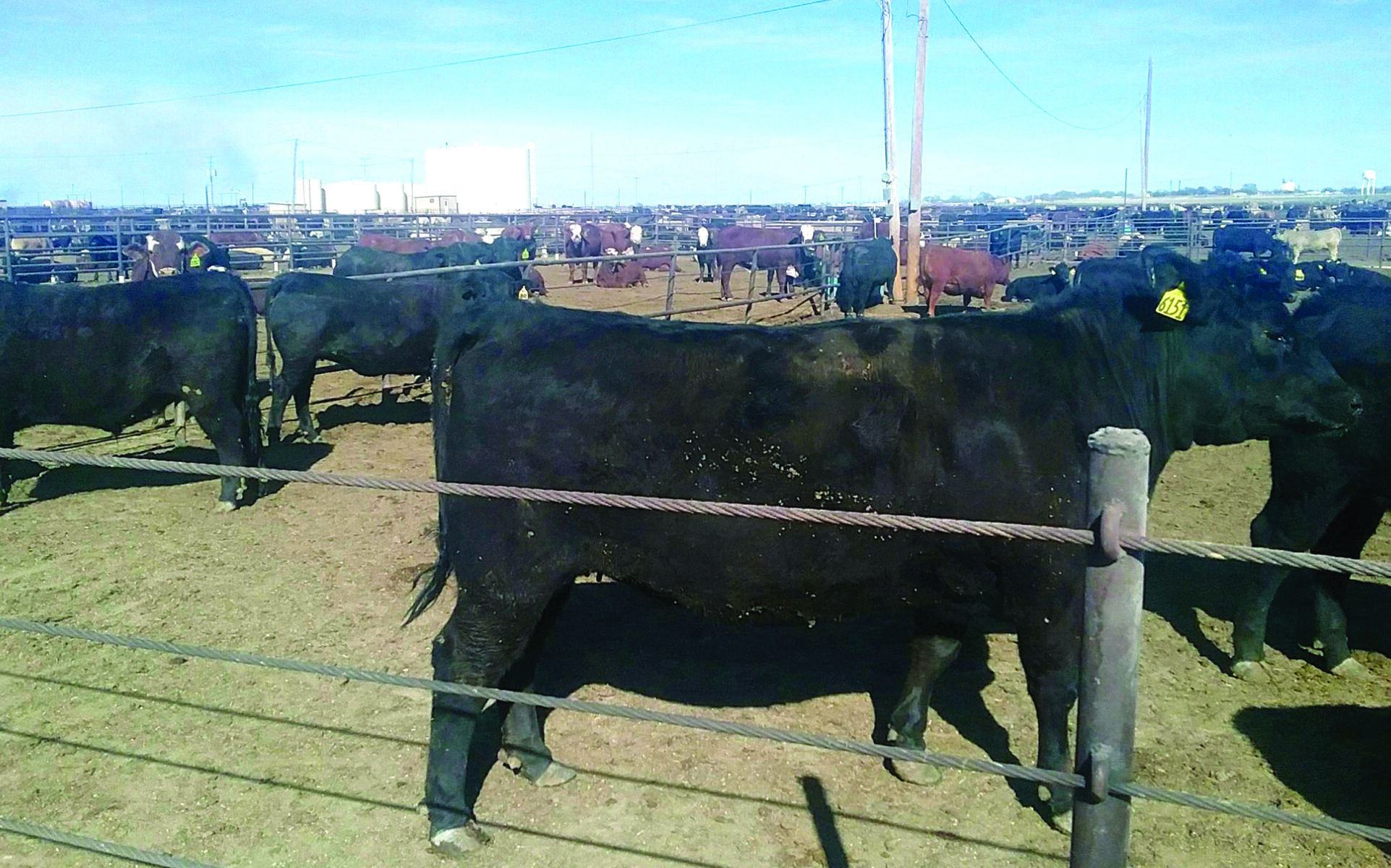 Advice on feeding suckler cows at different stages of production - Farmers  Weekly