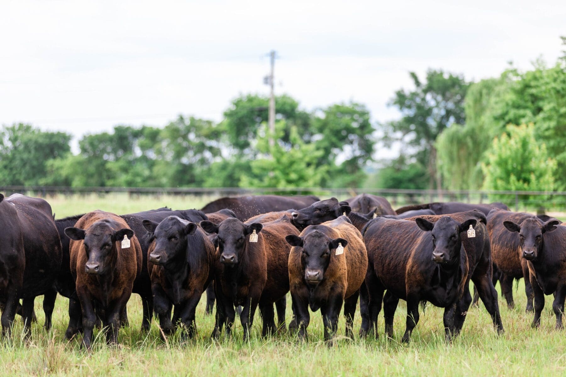 American Angus Association partners with IMI Global | Calf News