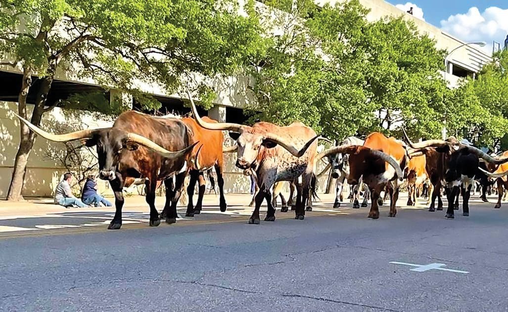 COORS COWBOY CLUB RANCH RODEO Vance Reed’s Amarillo Dream Readies for